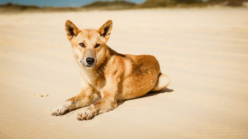 Dingo Close Up