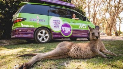 Champ Stops To Say Hi To Kangaroo